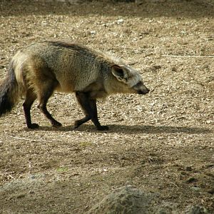 bat-eared fox