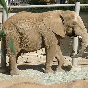 african elephant