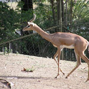 gerenuk