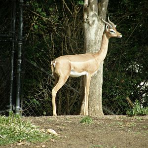 gerenuk
