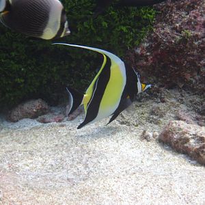Moorish Idol