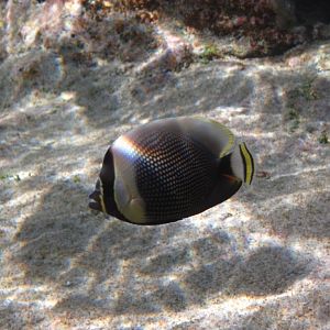 Reticulated Butterflyfish