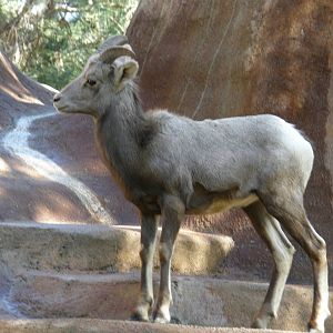 bighorn sheep