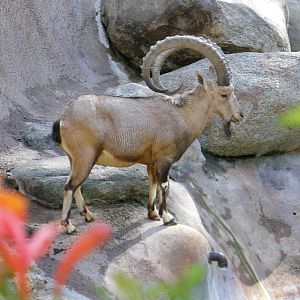 nubian ibex