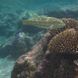 Surge Wrasse, immature phase