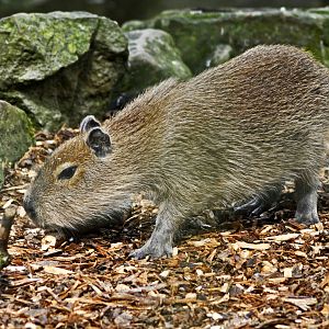 Young Capybara