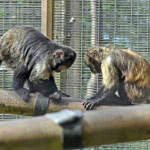 New Buffy Headed Capuchin