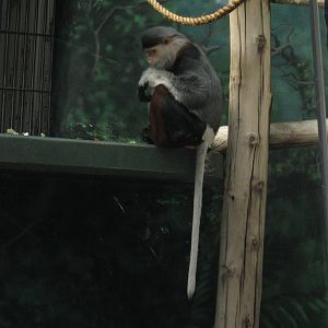 Douc Langur