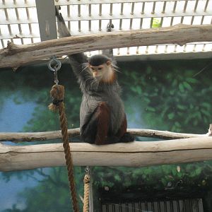 Douc Langur