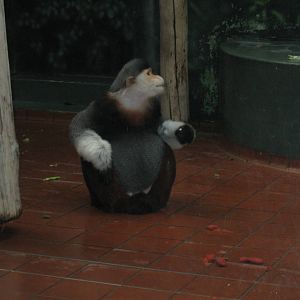 Douc Langur