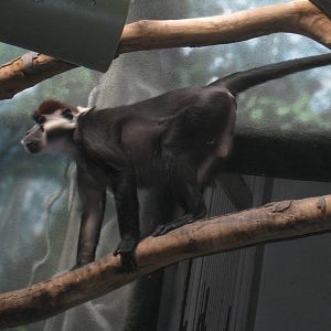 Red-capped Mangabey