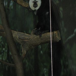 White-faced Saki