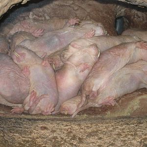 Naked Mole-Rats