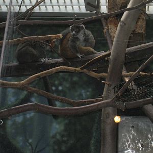 Mongoose Lemurs