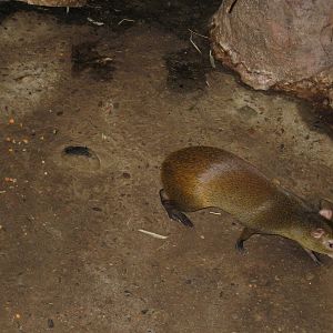Agouti