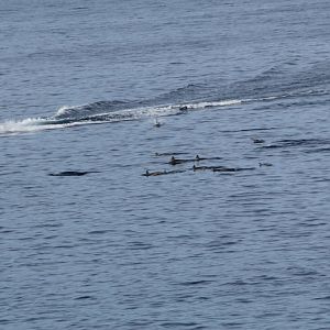 Watching Spinner Dolphin pod