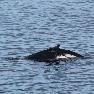 Humpback