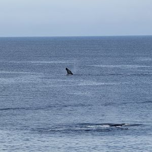 Humpbacks