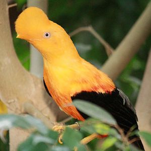 Andean cock-of-the-rock