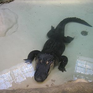 American Alligator