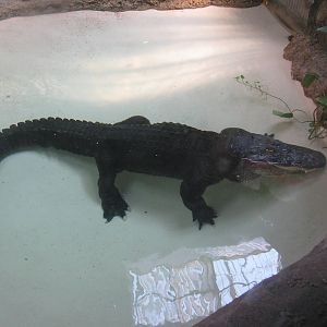 American Alligator