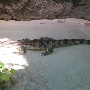 Nile Crocodile