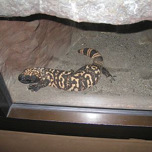 Gila Monster