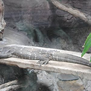White-throated Monitor