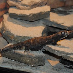 Spiny-tailed Lizard