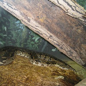 Dumeril's Boa