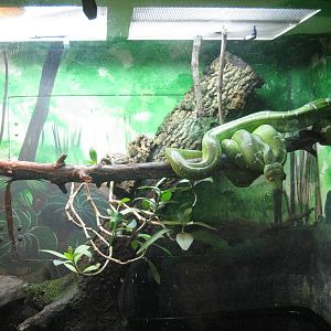 Emerald Tree-Boa