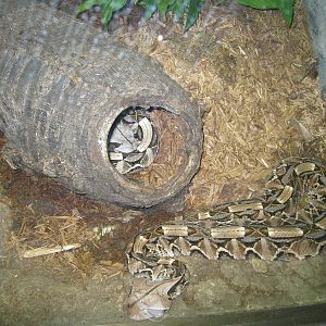 Gaboon Vipers