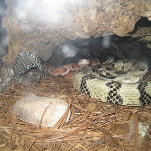 Copperhead and Timber Rattler