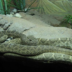 Western Diamondback Rattlers