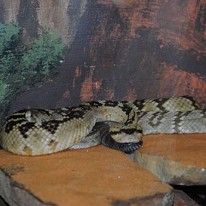 Black-tailed Rattler