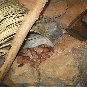 Broad-banded Copperhead