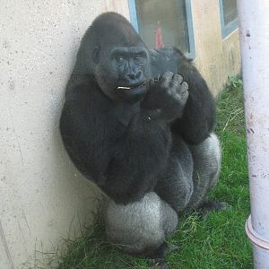 Gorilla