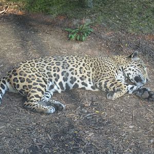 Jaguar