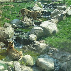 Siberian Tigers