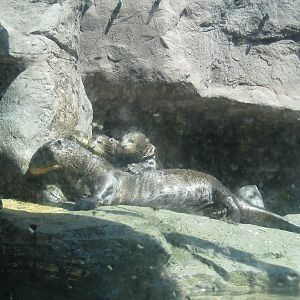 Giant Otters