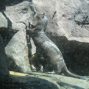Giant Otters