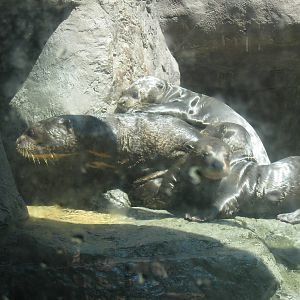 Giant Otters