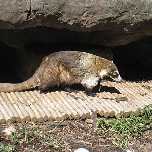 Coati