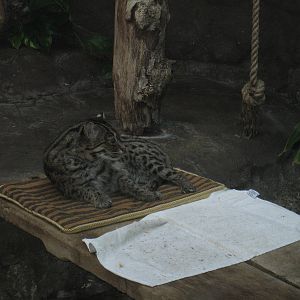 Fishing Cat