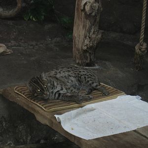 Fishing Cat