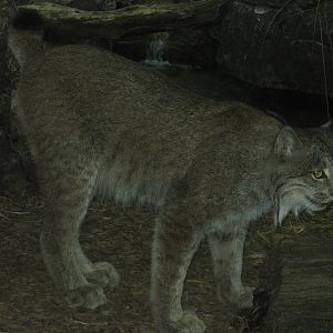 Canadian Lynx