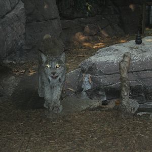 Canadian Lynx