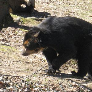 Spectacled Bear