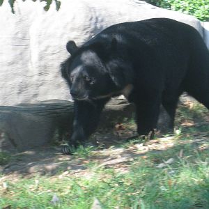 Himalayan Black Bear