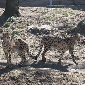 Cheetahs